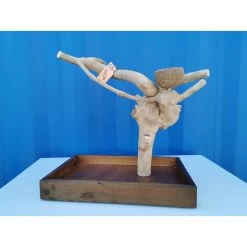 Aire De Jeux En Bois De Java Avec Socle - Small - Back Zoo Nature 12 Aire De Jeux En Bois De Java Avec Socle - Small - Back Zoo Nature -Oiseaux Fournitures Magasin aire de jeux en bois de java avec socle small back zoo nature zf1112 back zoo nature aire de jeux en bois de java avec socle et 1 2