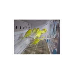 Batterie De 12 Cages 64x30x34 Modèle Champion- New Canariz 24 Batterie De 12 Cages 64x30x34 Modèle Champion- New Canariz -Oiseaux Fournitures Magasin batterie de 12 cages 64x30x34 modele champion new canariz 3000 new canariz livree avec un systeme de rouleaux de papier comme fo 2