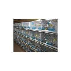 Batterie De 12 Cages 64x30x34 Modèle Champion- New Canariz 30 Batterie De 12 Cages 64x30x34 Modèle Champion- New Canariz -Oiseaux Fournitures Magasin batterie de 12 cages 64x30x34 modele champion new canariz 3000 new canariz livree avec un systeme de rouleaux de papier comme fo 8