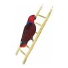 Echelle Bois 60cm - Back Zoo Nature -Oiseaux Fournitures Magasin echelle bois 60cm back zoo nature zf1122 back zoo nature lechelle java back zoo nature est une echelle 100 naturelle sur laquell