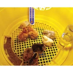 Eleveuse Caldo Cip (maternité) - Novital -Oiseaux Fournitures Magasin eleveuse caldo cip maternite novital 24510 novital cette eleveuse au style futuriste est entierement equipee pour demarrer vos p 1