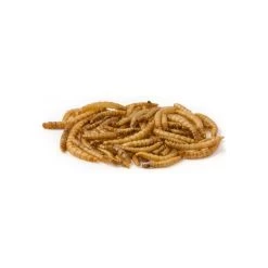 Mealworm, Vers De Farine Déshydratés 1kg