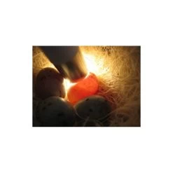 Mire Oeufs - Fauna -Oiseaux Fournitures Magasin mire oeufs fauna 14340 fauna birdproducts ce stylo permet de controler la fecondite des oeufs il est livre avec 2 piles 2