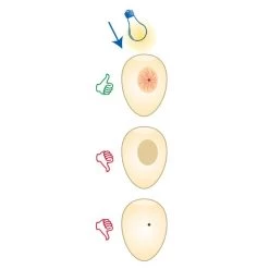 Mire Oeufs - Fauna -Oiseaux Fournitures Magasin mire oeufs fauna 14340 fauna birdproducts ce stylo permet de controler la fecondite des oeufs il est livre avec 2 piles 3