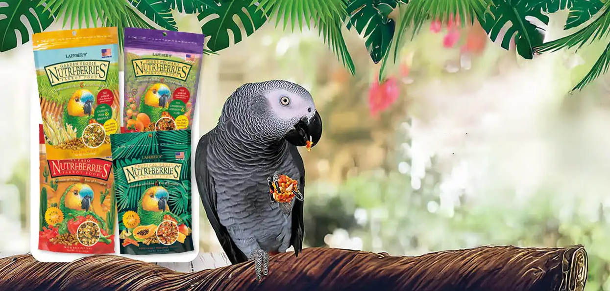 Oiseaux Fournitures Magasin -Oiseaux Fournitures Magasin fghhfg